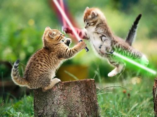 Jedi-kitten battle