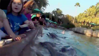 animals-being-jerks-gifs-dolphin