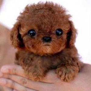 a.baa-Cute-Photogenic-Puppy